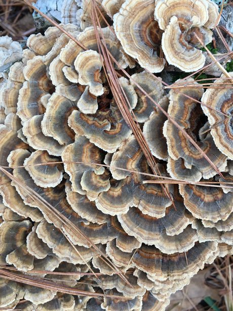 Too Many Potatos star adult photo