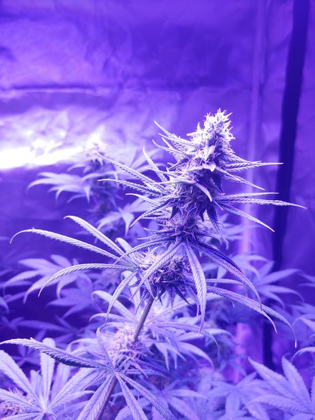 mountain man perfect model pictures