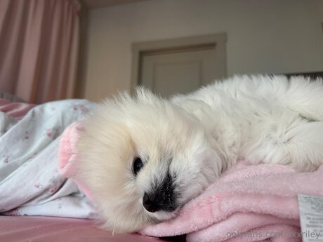 tits and ass onlyfans nude image