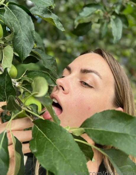 dindondin perfect star archive