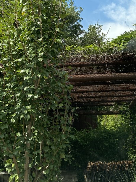 miko xxx pornstar gallery