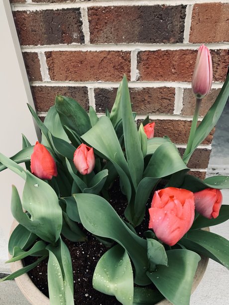 Douglas E Zima pretty star picture