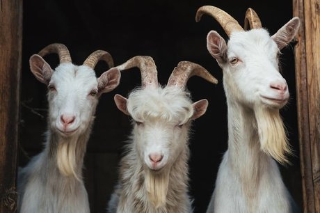 Willie Long model nude pictures