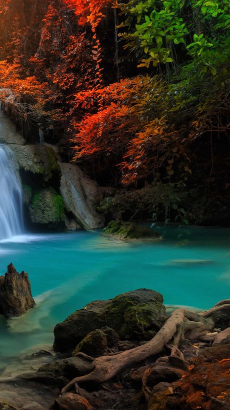 _Wolf star pretty galleries