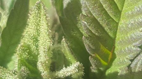 Meandmygirls star adult pictures