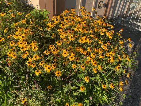 petal valentine top actress archive