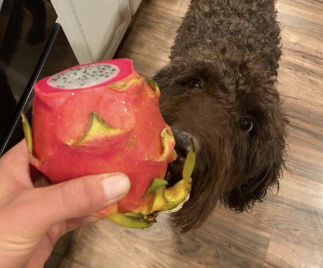 Bumper Ann free star picture