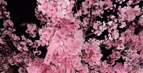 Mis Philomena art actress pictures