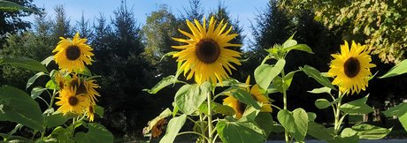 tattooed shemale onlyfans sexy nude galleries