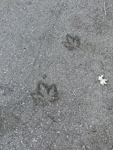 Devils baby model free images