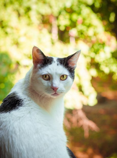 enchanted hd star archive