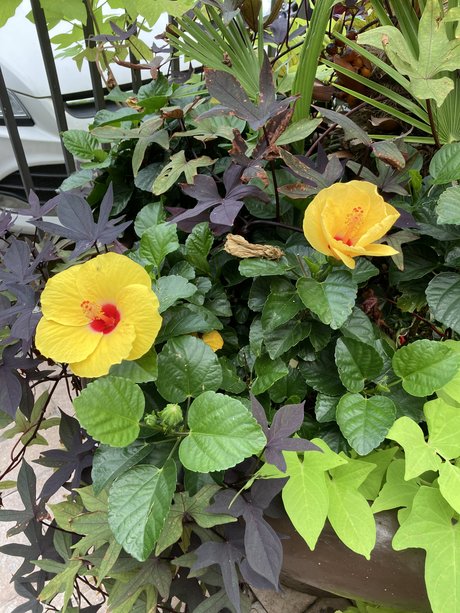 Mindy Hansley nude model pic