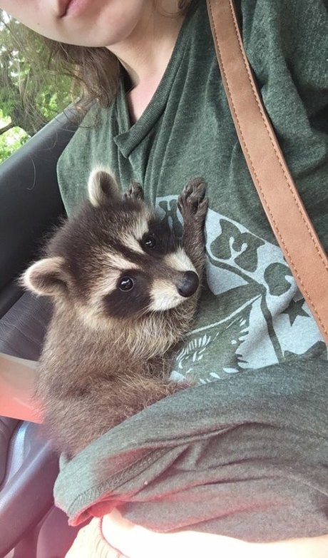 Rose Castella nice star photos