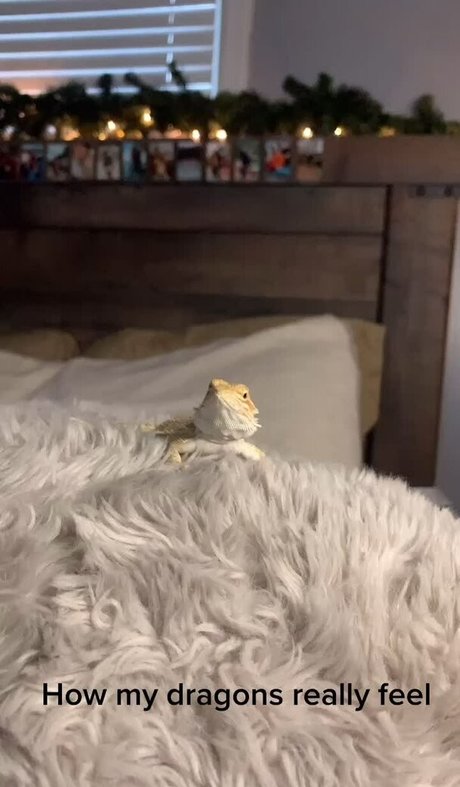 Jen Cardinal model art archive