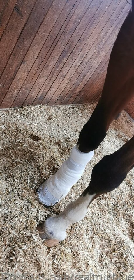 truestellablue erotic pornstar pic