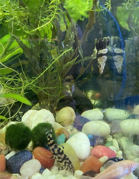 buffbandittfree star pretty pic