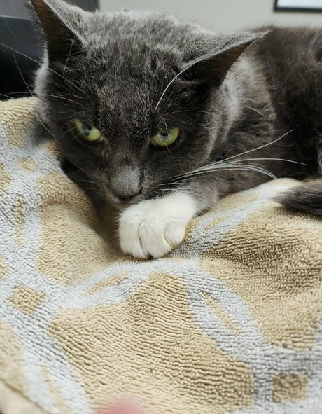 gooeychewycosplay pornstar perfect photo