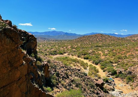 knotty by nature pretty star archive