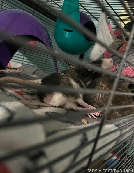 Kyoharu star erotic img