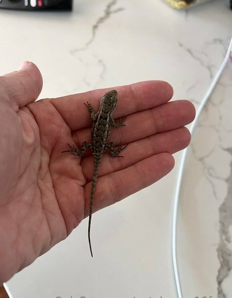 naty brown10 pornstar hd archive