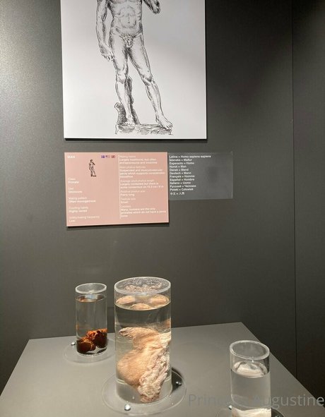 princessaugustine erotic pornstar galleries