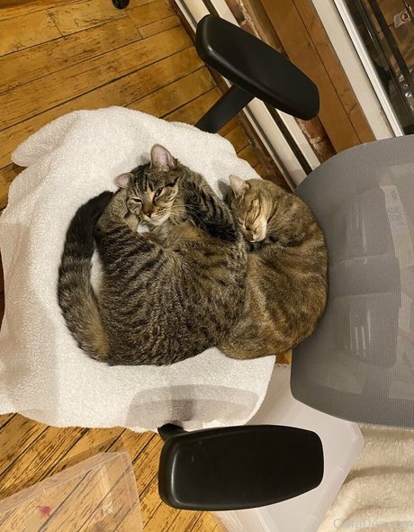 clara dee naked pornstar galleries