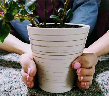 scentofasilkytoe star nice picture