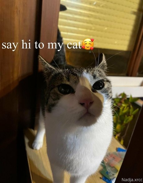 bunnynadja art pornstar photos