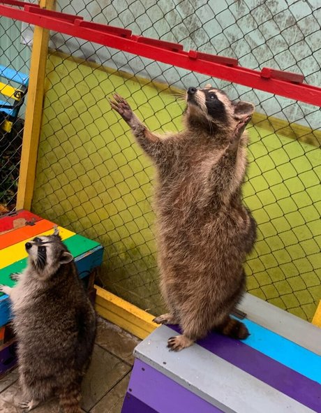 skyrror star best photo