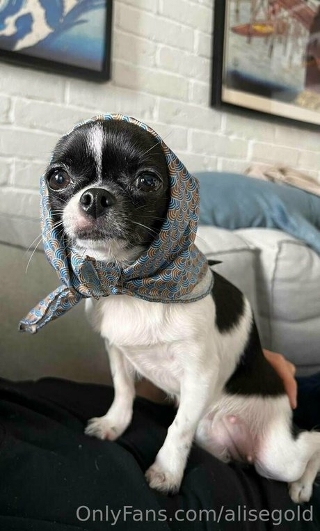 alisegold Quick photo