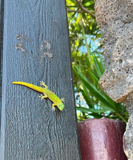 Anika Grace star art image