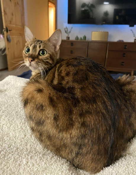 cartercruise adult model pics