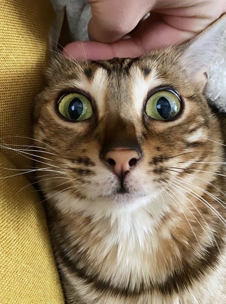 cartercruise star hot image