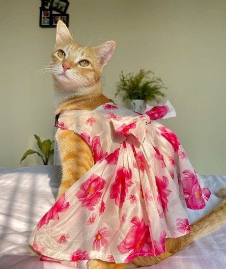 cum on pussy onlyfans hot porn photo