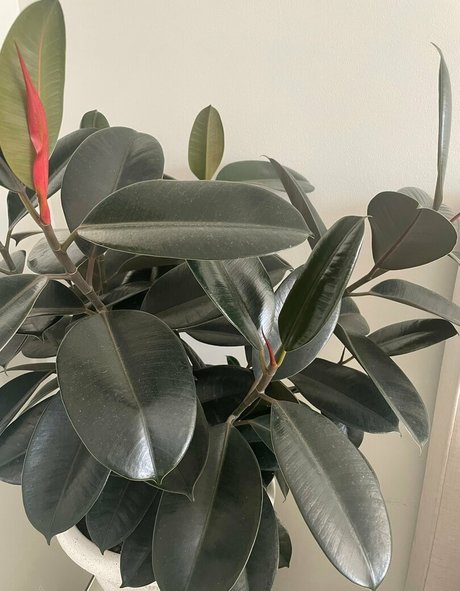 squirting pussy onlyfans art porn picture