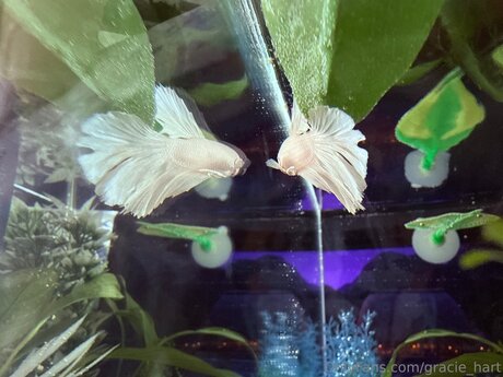 Gracie Hart nice star photo