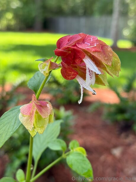 asmr xxx onlyfans sexy naked photos