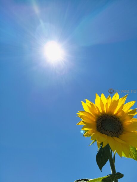 Jo Vee Nz pornstar perfect photo