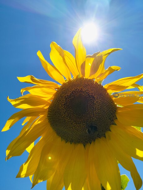 Jo Vee Nz pornstar nice gallery