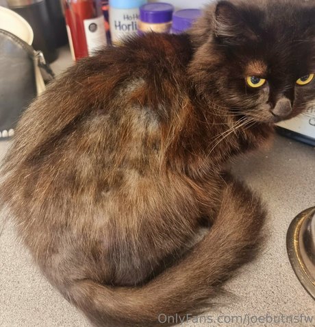 joebutnsfw xxx model gallery