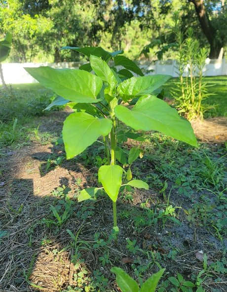 deealice pornstar top photos