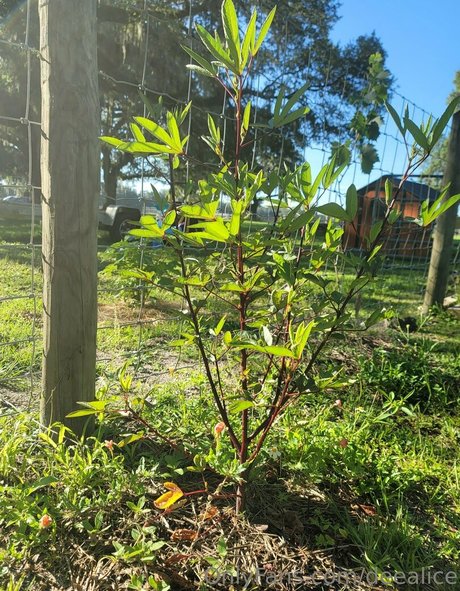 asian blowjob onlyfans sexy nude photo