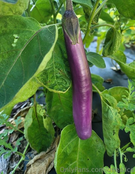 deealice exclusive model gallery