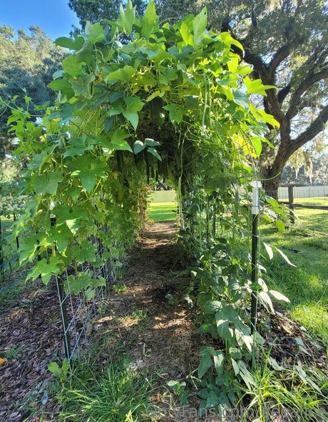 deealice star hd image