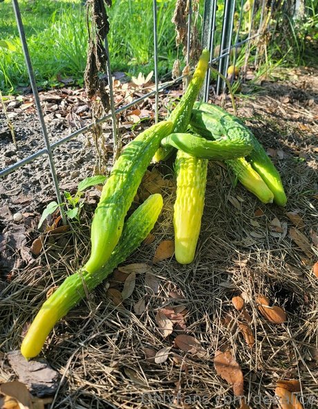 deealice naked model pic