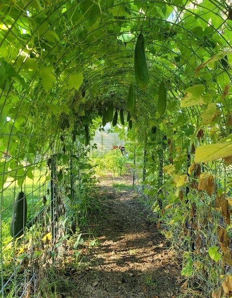 deealice star sexy image