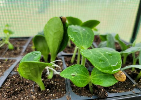 deealice pretty model pic