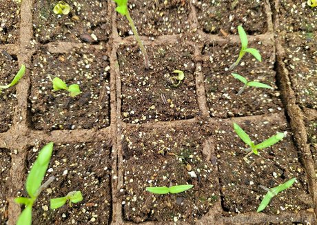 deealice free model galleries