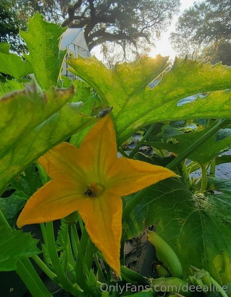 deealice star best pics