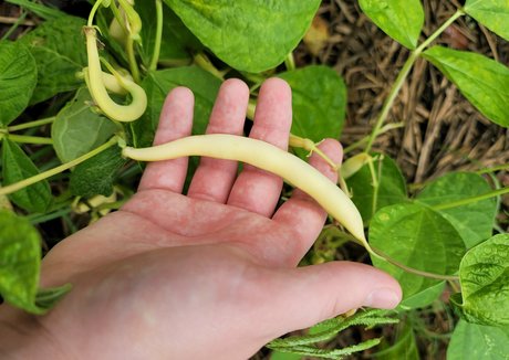 deealice pornstar photos